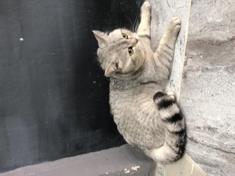 British silver point erkek british shorthair 1 yaşında