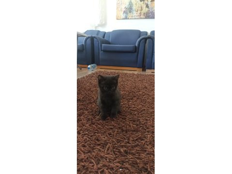 Çok tatlı scottish fold kedileri
