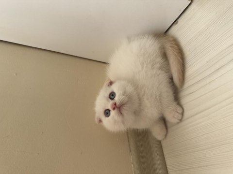 Scottish fold daha uygun safkanı yok!