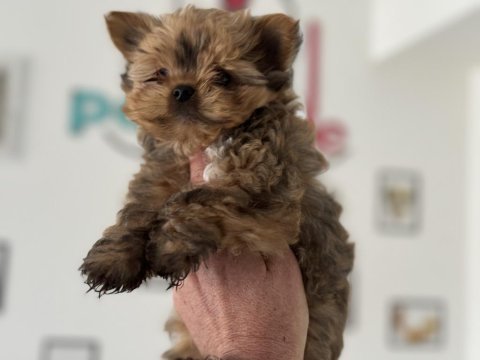 Çok özel exotic yorkshire terrier ziyarete açık