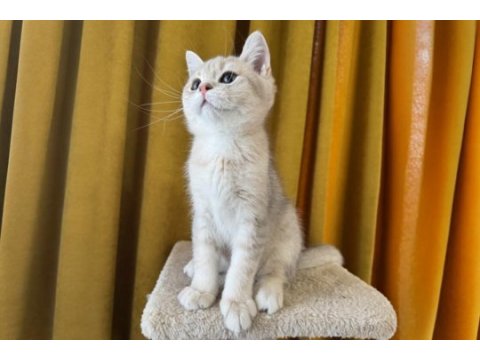 Blue golden british shorthair kedimiz fıstık