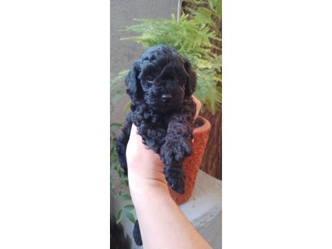 Siyah toy poodle bebeklerimiz
