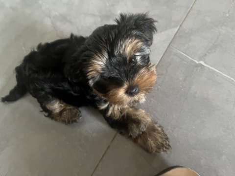 60 günlük yorkshire terrier yavrularımız