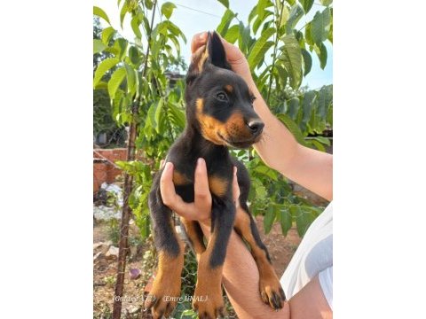 Son erkek doberman