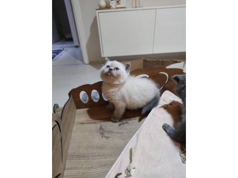 2 aylık dişi british shorthair yavrular ailelerini arıyorlar