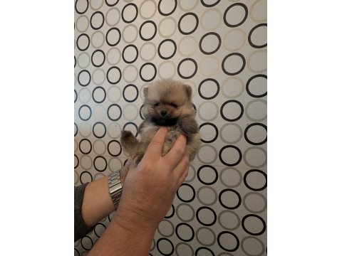 Şecere belgeli pomeranian boo
