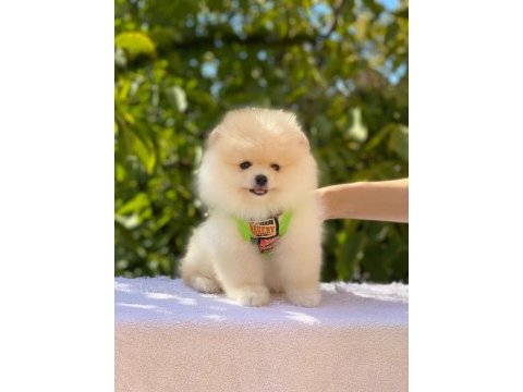 A kalite pomeranian boo yavrularımız