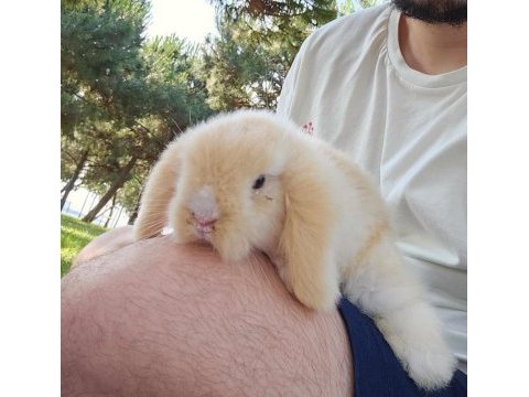Dünya tatlısı ev neşesi lop tavşanımız