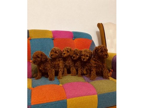 Orjinal toy poodle kendi ev üretimi yavrularımız