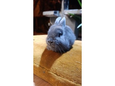 Holanda lop mini lop cüce tavşanlar