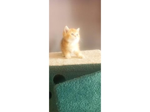Golden by11 british shorthair