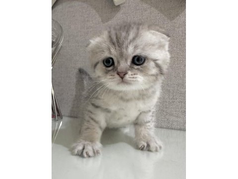 Scottish fold a kalite yavrular