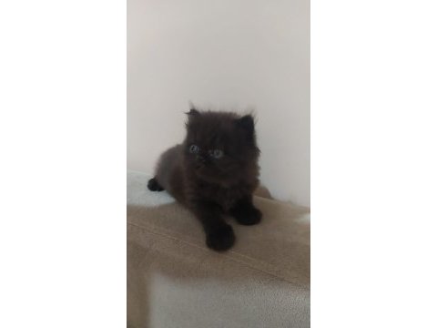 Chinchilla yavrularımız yeni yuvalarını arıyor