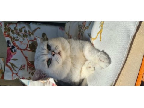 Dişi yavru british shorthair bursa