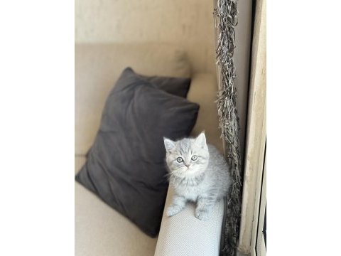 Oyuncu teslime hazır sevecen british shorthair yavrum