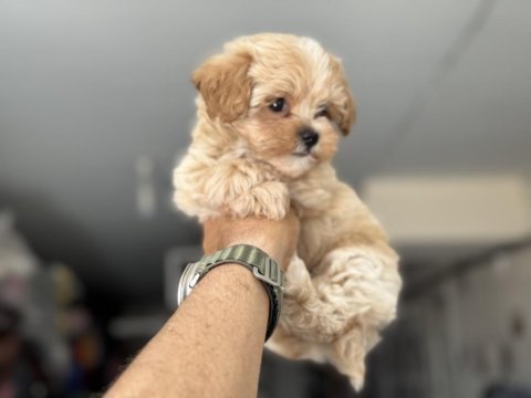 Show kalite kore kan maltipoo yavrularımız