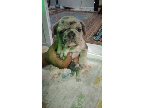 Sağlıklı yavrular hepsi birbirinden sevimli french bulldog