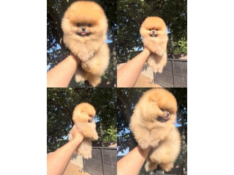 Pomeranian boo yavrular