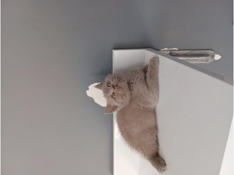 British shorthair lilac