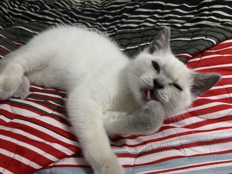 Gümüş british shorthair