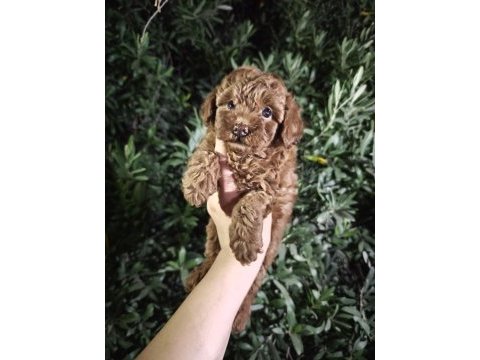 Toy poodle bebekler