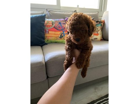 Red brown poodle yavrularim orijinal