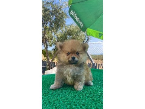 Pomeranian boo bebeklerimiz