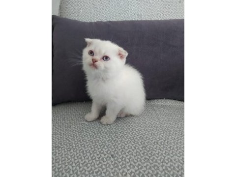 Blue point 50 günlük scottish fold