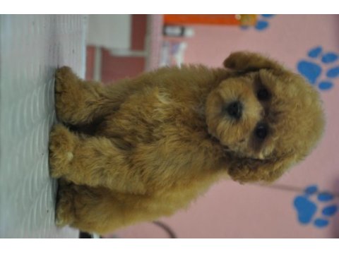Maltipoo bebekler