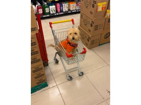 İş durumumdan dolayı acil maltipoo