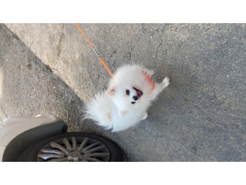 2 yaşında dişi pomeranian