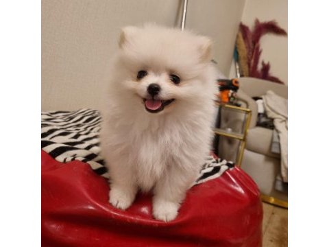 Kar beyazı çok iyi kalite pomeranian boo