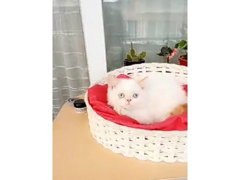 Exotic shorthair