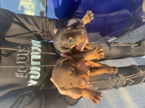 A kalite doberman yavrular