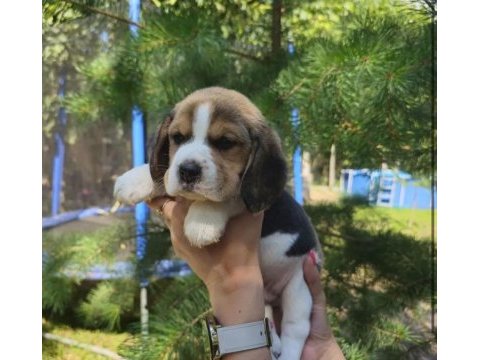 Elizabeth beagle @ppuppypawbodrum