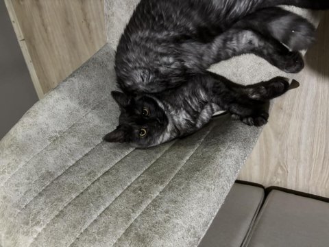 Maine coon oyuncu ve insan canlısı kedimiz