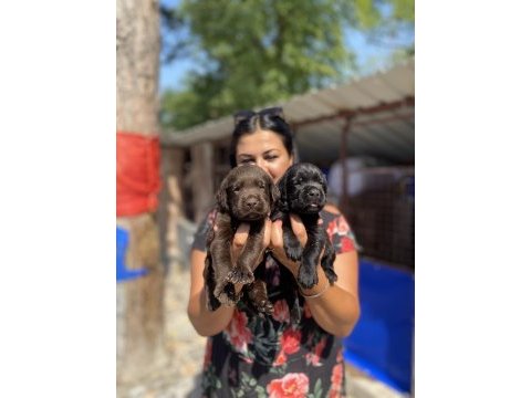 Çikolata labrador yavrularım