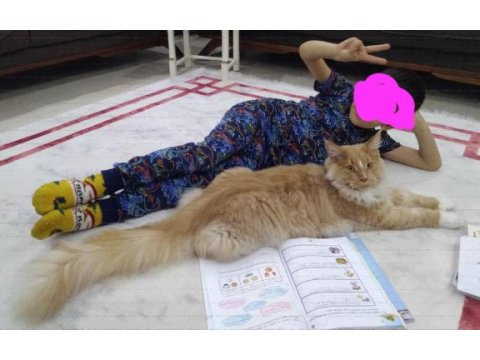 1 yaşında simba yeni sahiplerini arıyor.