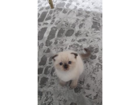1 buçuk aylık orjinal scottish fold bebekler