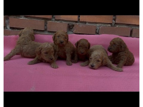 Ev üretimi safkan toy poodle yavrularımız