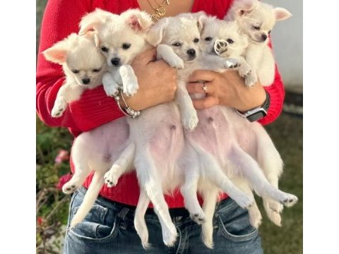 Irkının en iyisi ödüllü chihuahua yavru