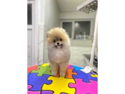 Pomeranian boo üst kalite erkek