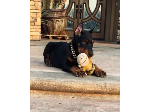 İsteğe özel estetikli a kalite doberman