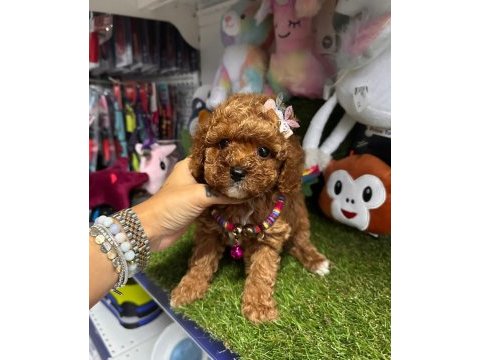 Gerçek orjinal toy poodle yavrularımız