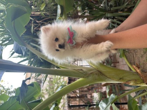 Dünyalar tatlısı dişi pomeranian boo