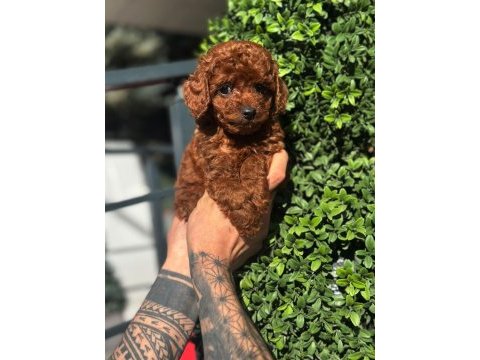 Orjinal kore kan poodle yavrularımız