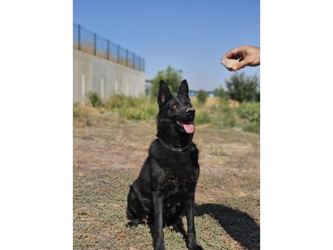 Siyah kurtların en iyisi solid black