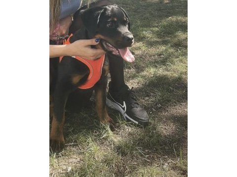 4 aylık dişi rottweiler