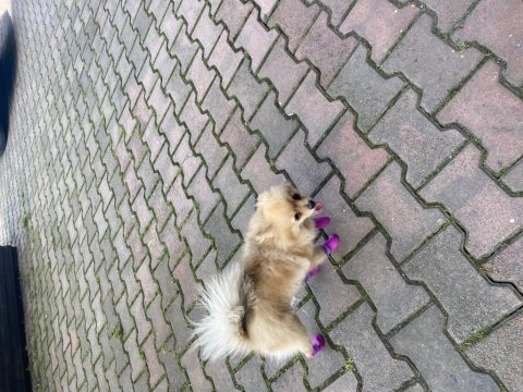 Yeni yuvasını arayan pomeranian