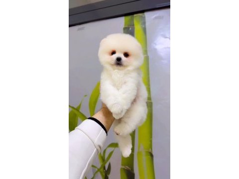 En seçkin pomeranian boo yavrularımıza yuva arıyoruz
